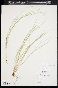 Carex atlantica subsp. capillacea image