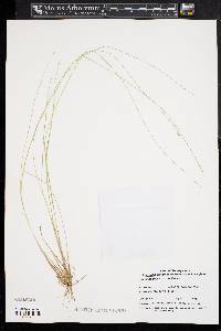 Carex atlantica subsp. capillacea image