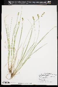 Carex atlantica subsp. capillacea image