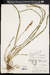 Liriope muscari image