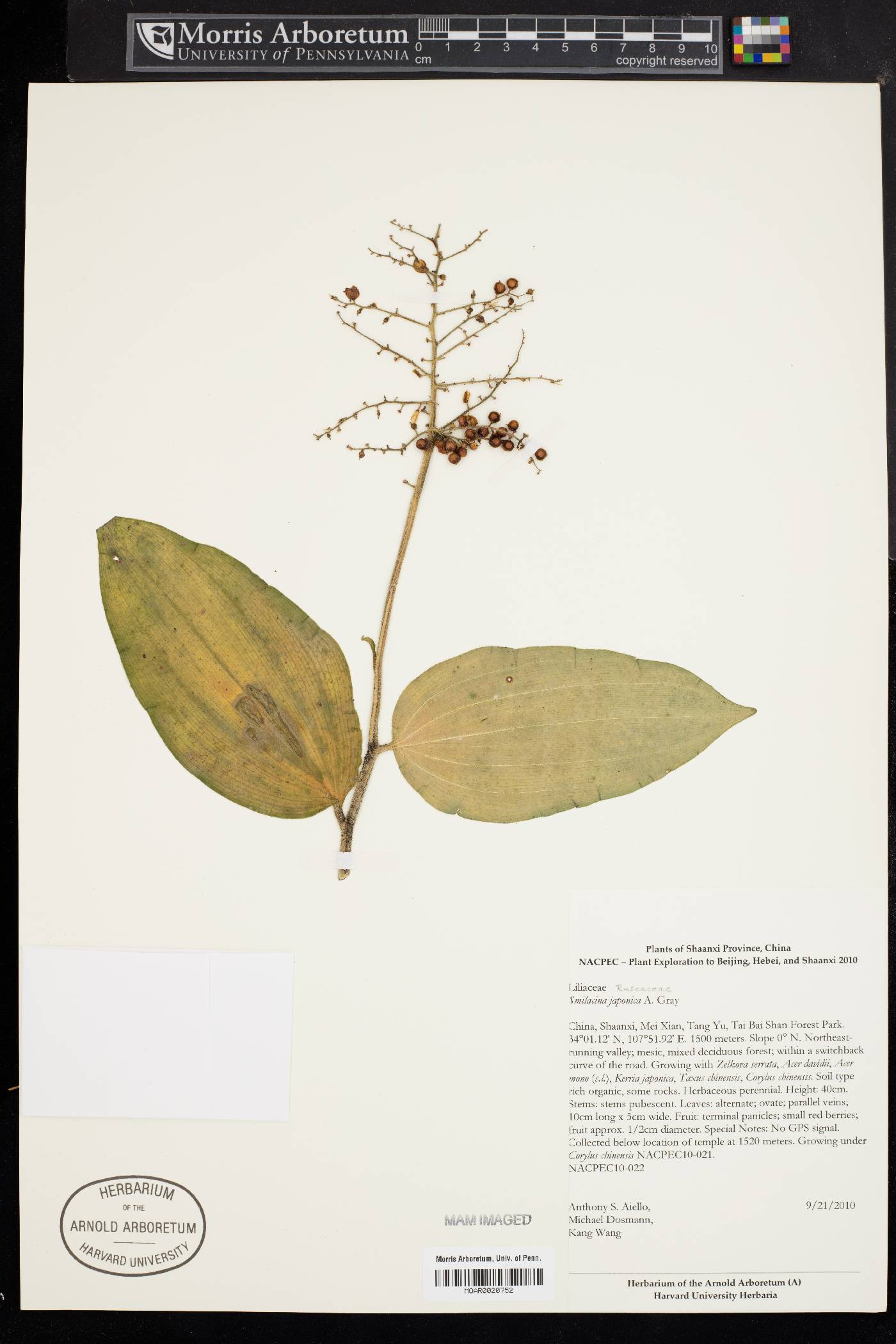 Maianthemum japonicum image