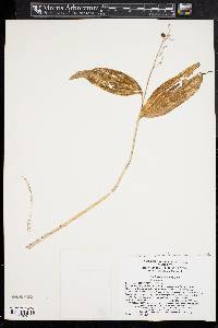 Maianthemum japonicum image
