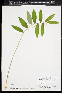 Polygonatum pubescens image