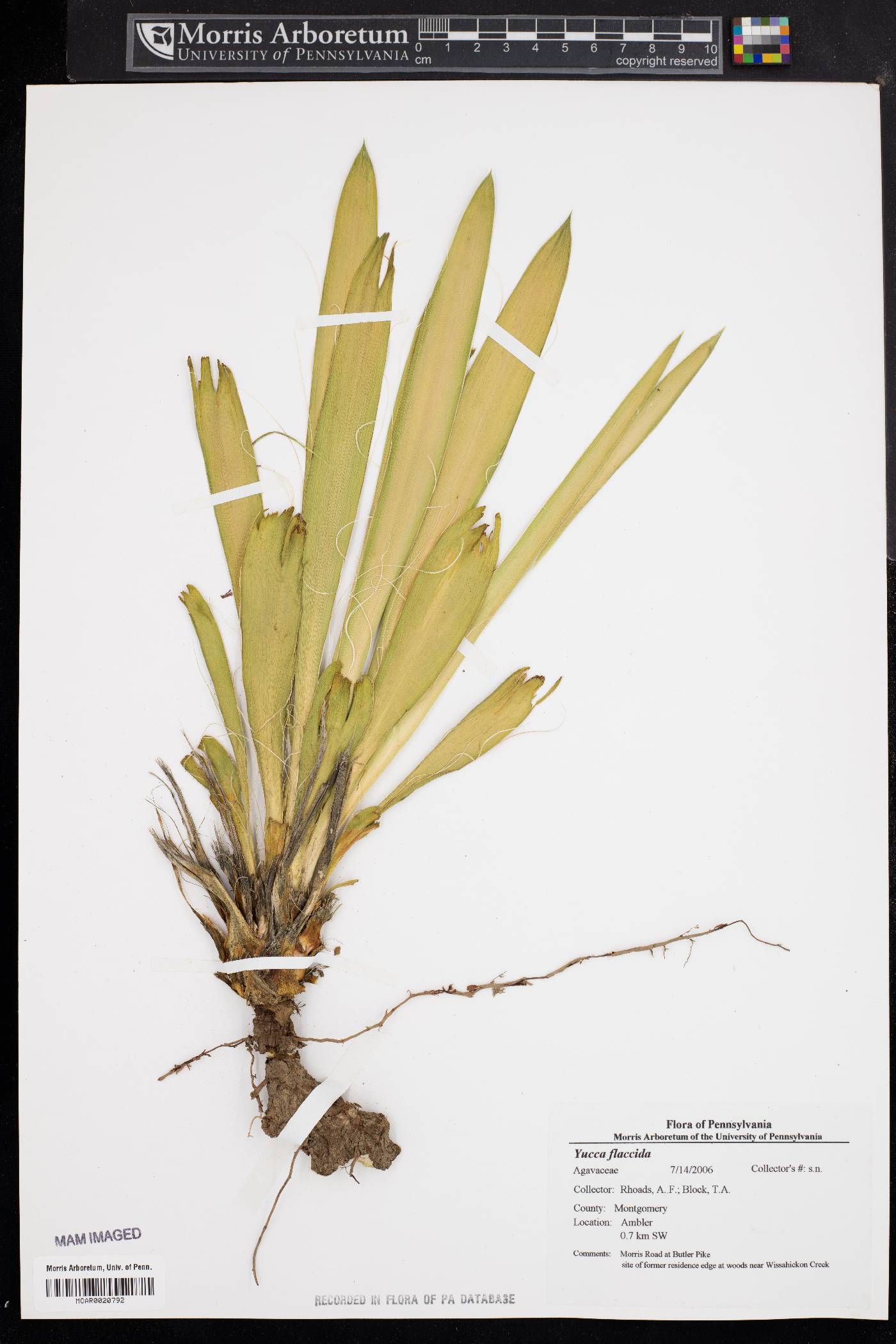 Yucca flaccida image