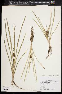 Sparganium emersum image