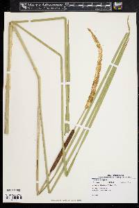 Typha angustifolia image