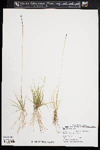 Eriocaulon aquaticum image