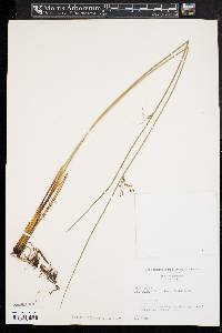 Juncus balticus subsp. littoralis image