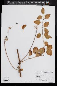 Smilax herbacea image