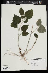 Smilax tamnoides image