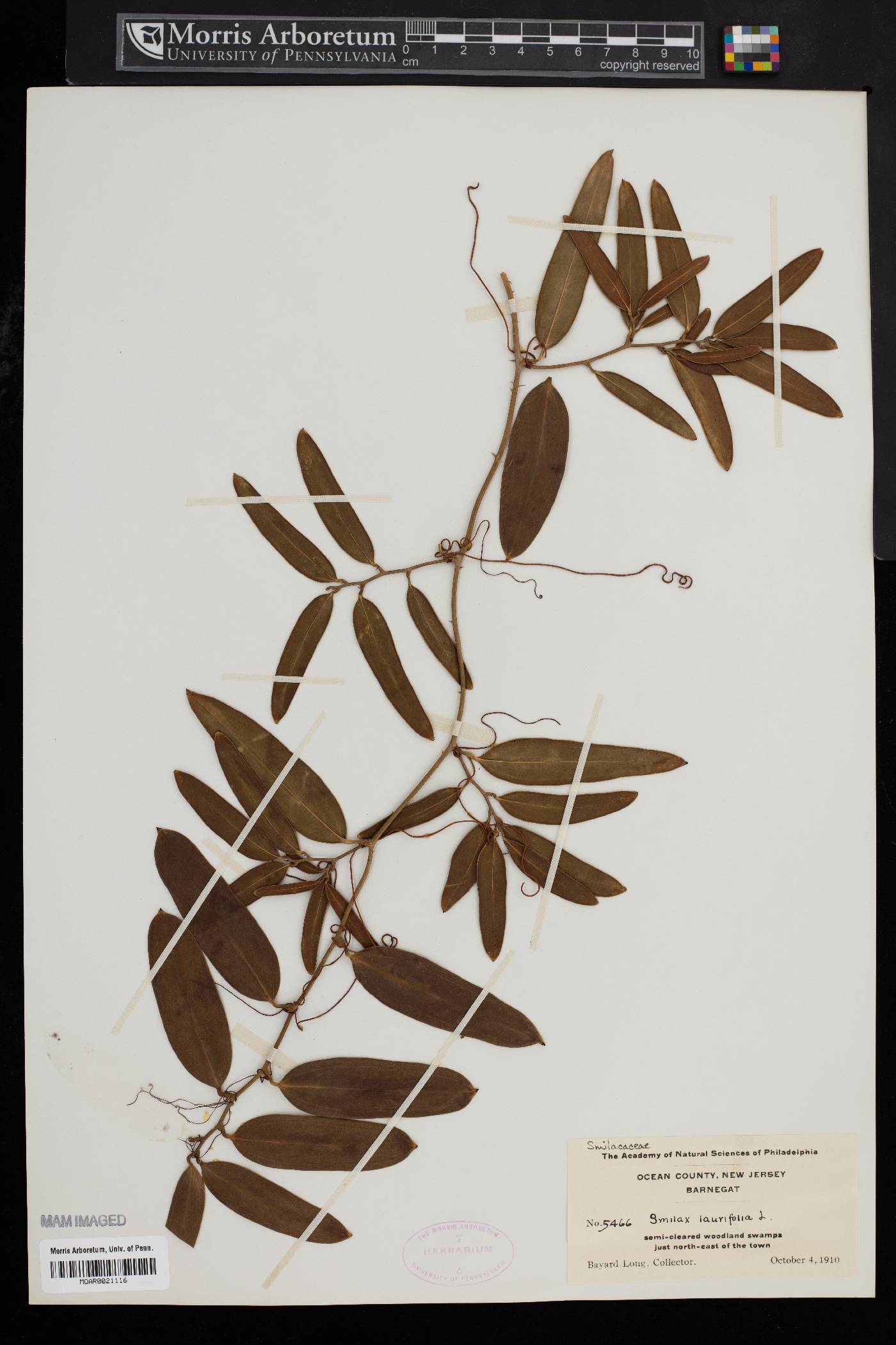 Smilax laurifolia image