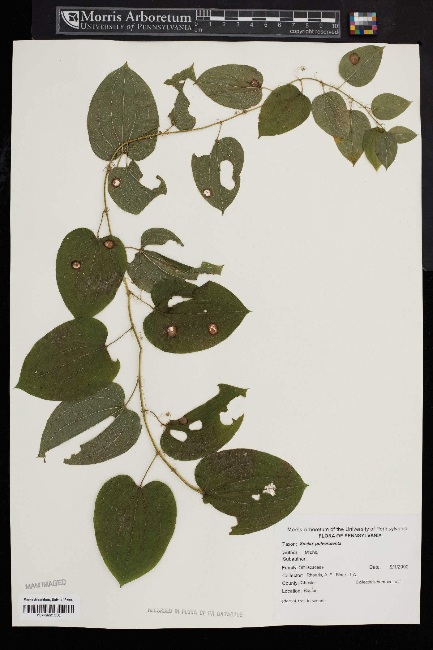 Smilax pulverulenta image