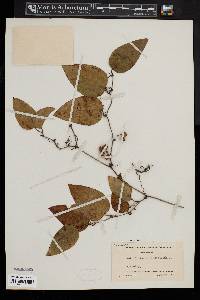 Smilax walteri image