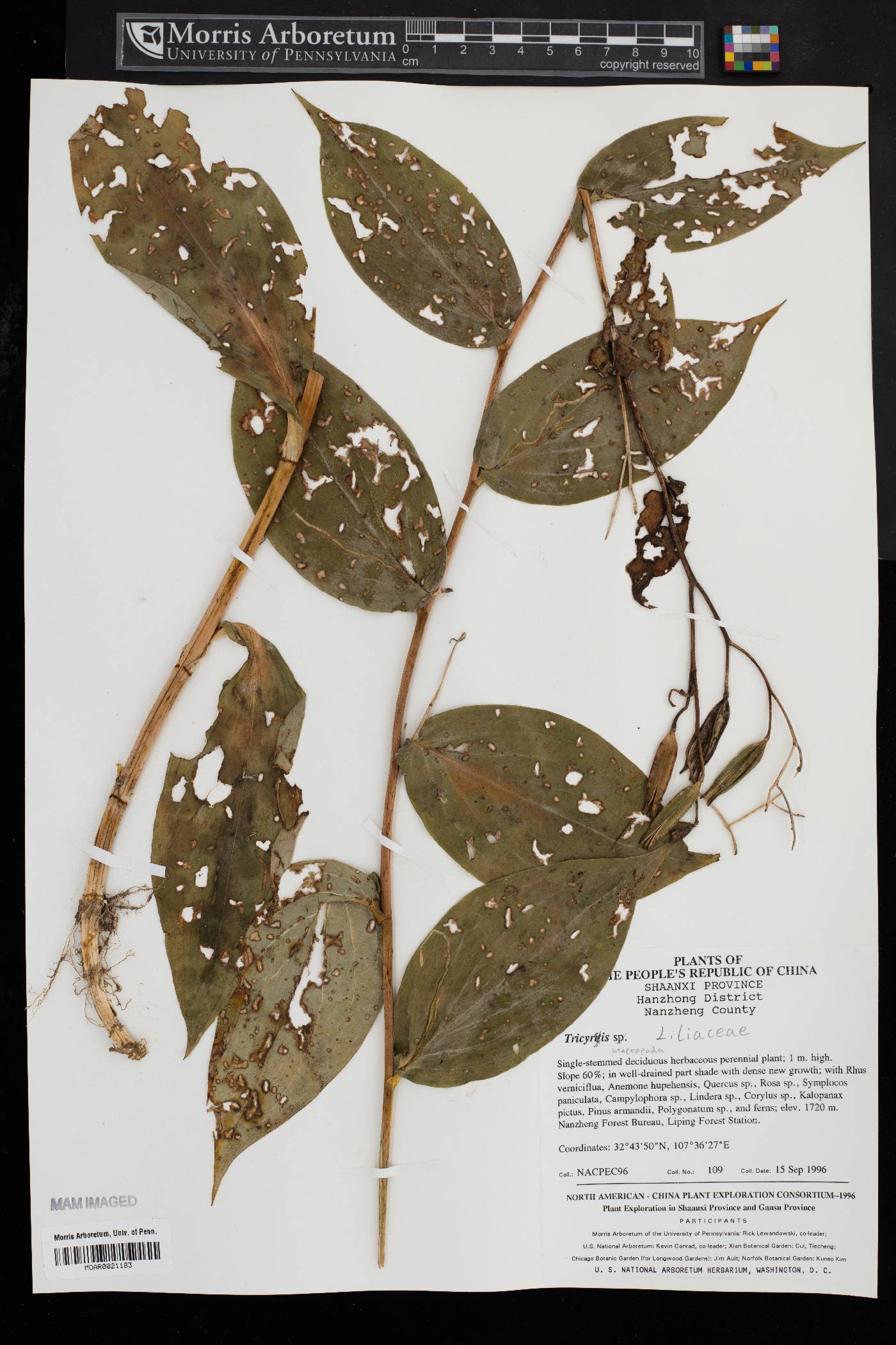 Tricyrtis macropoda image