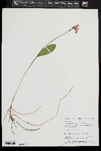 Pogonia ophioglossoides image