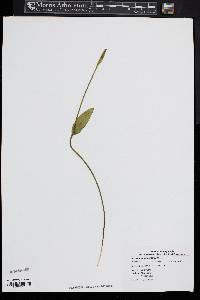 Pogonia ophioglossoides image