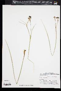 Sisyrinchium atlanticum image