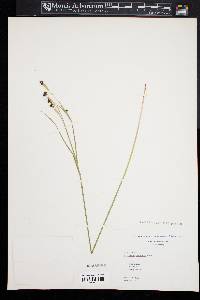 Sisyrinchium atlanticum image