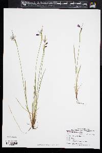 Sisyrinchium mucronatum image