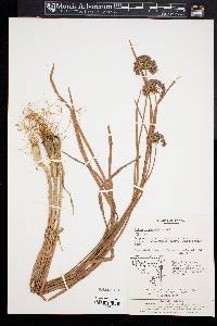 Allium thunbergii image