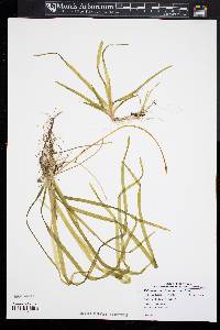 Vallisneria americana image