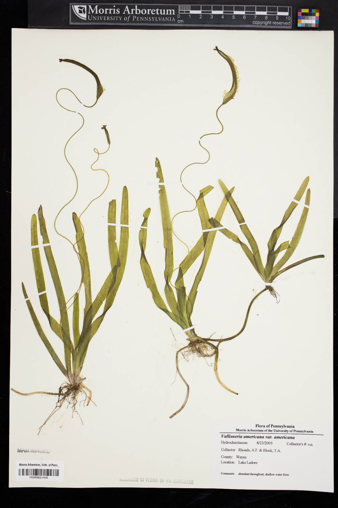 Vallisneria americana var. americana image