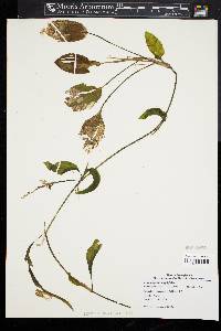 Potamogeton amplifolius image
