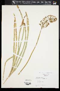 Amianthium muscitoxicum image