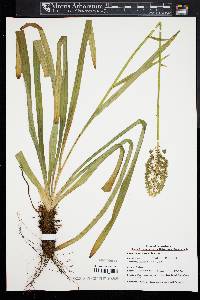 Amianthium muscitoxicum image