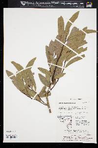 Image of Lindera salicifolia