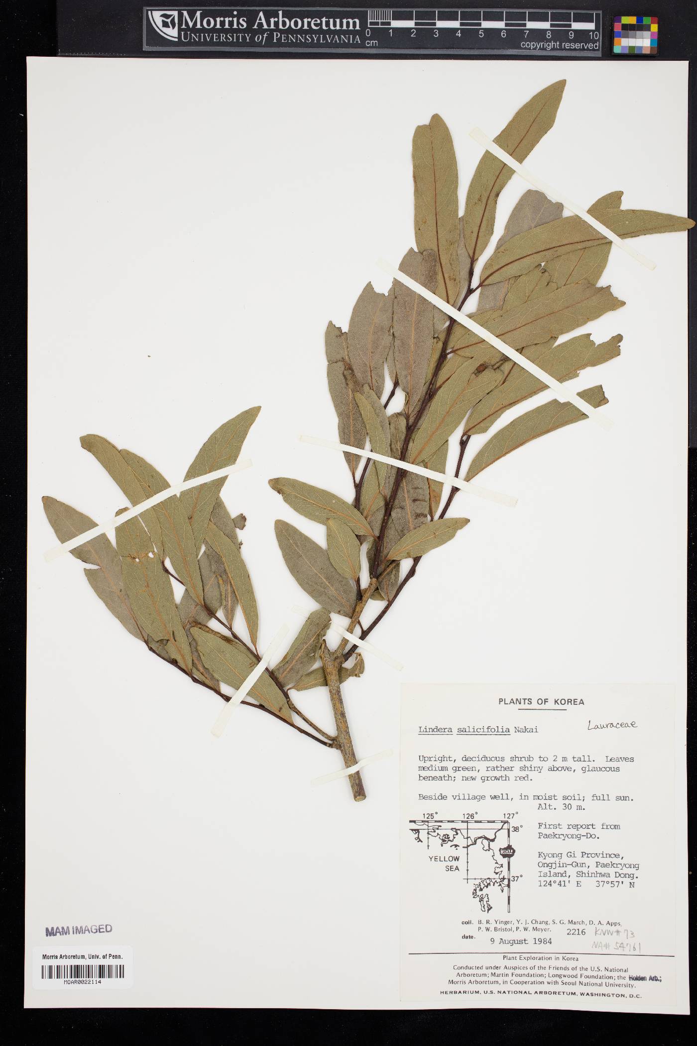 Lindera salicifolia image