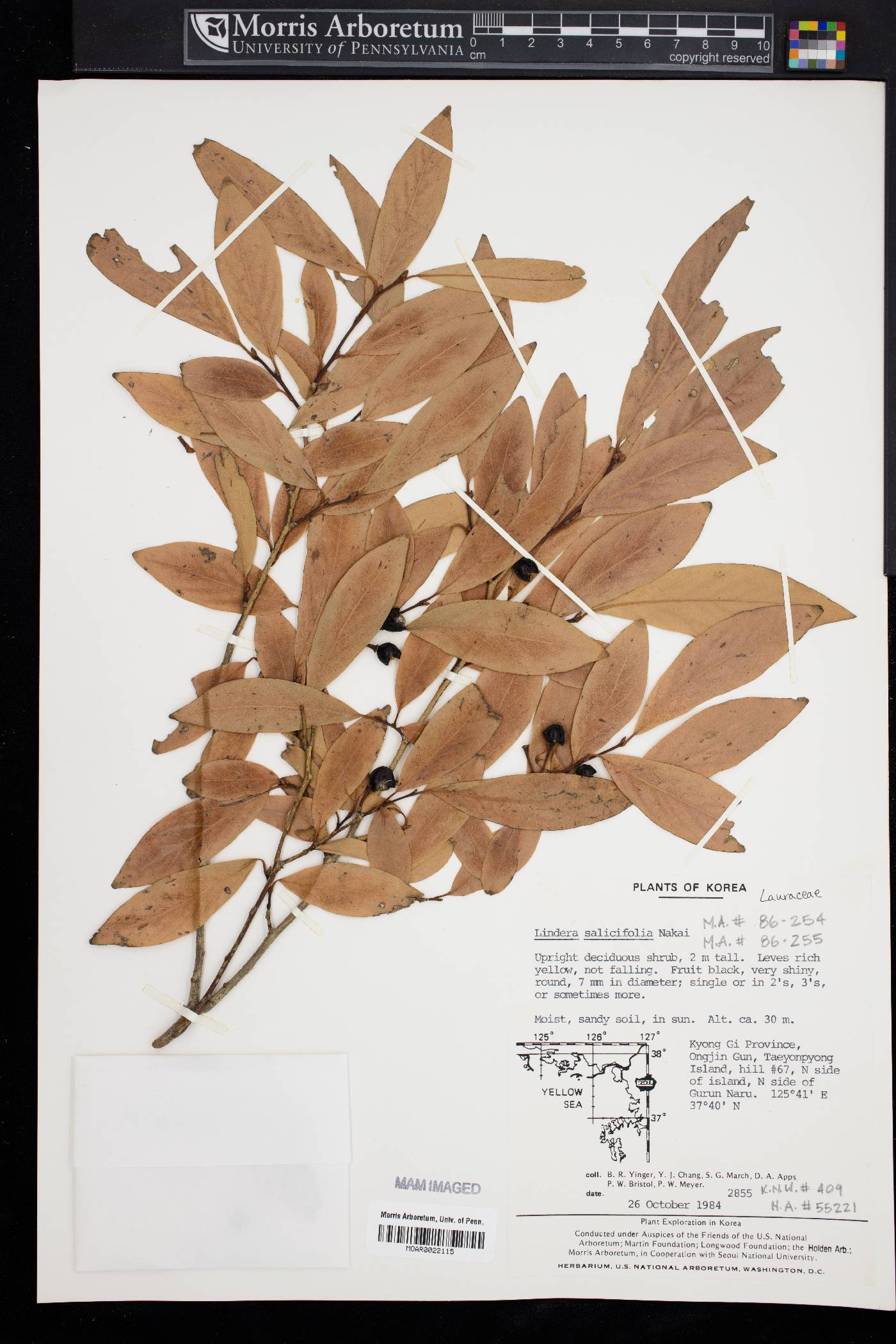 Lindera salicifolia image