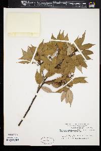 Neolitsea acuminatissima image