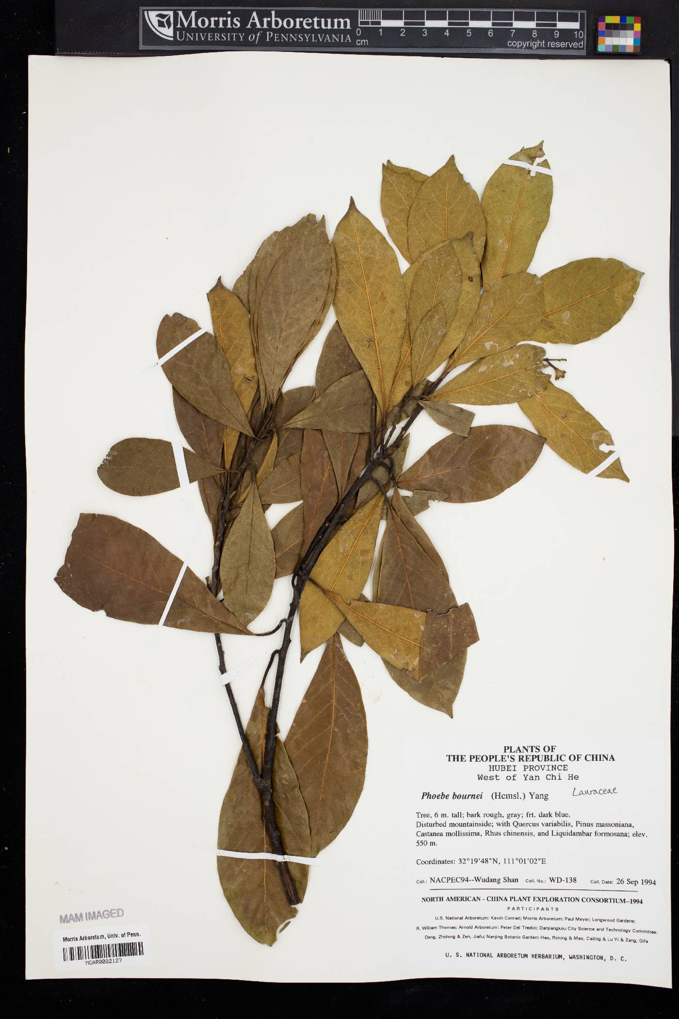 Phoebe bournei image