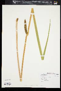 Acorus calamus image