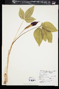 Arisaema triphyllum subsp. stewardsonii image