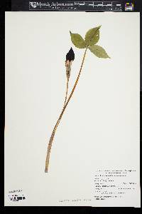 Arisaema triphyllum subsp. stewardsonii image