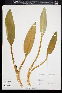 Orontium aquaticum image