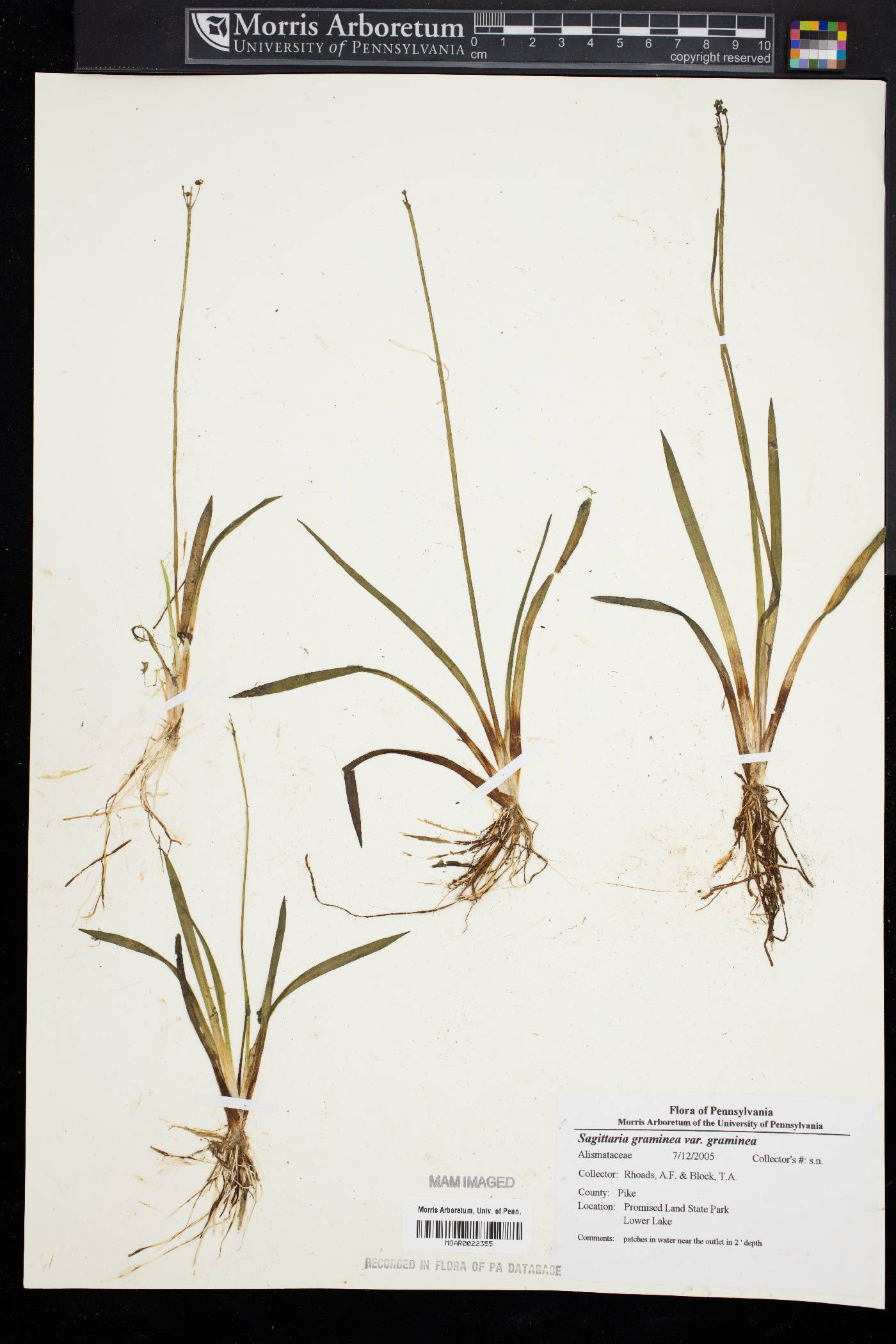 Sagittaria graminea var. graminea image