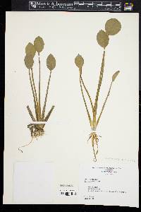 Sagittaria rigida image