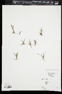 Sagittaria subulata image