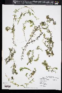 Elodea canadensis image