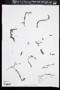 Elodea nuttallii image