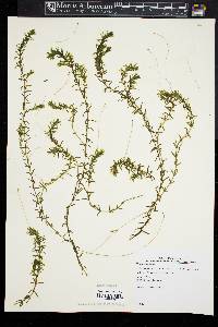 Elodea nuttallii image