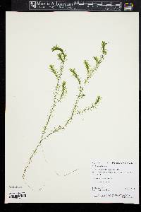 Elodea nuttallii image