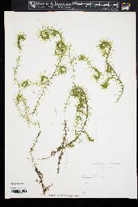 Elodea nuttallii image