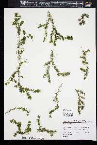 Elodea nuttallii image