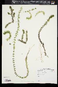 Elodea nuttallii image