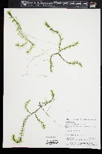 Elodea nuttallii image