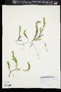 Elodea nuttallii image